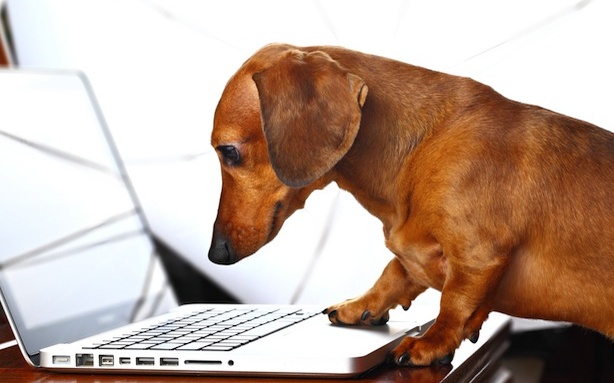 Dog with a Blog